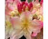 Rhododendron - Multiple Varieties/Sizes